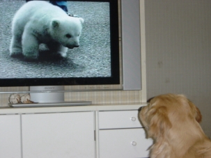テレビの白熊の赤ちゃんを見つめる五郎