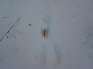雪の上のウサギの足跡