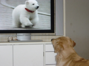 走りよってくる白熊の赤ちゃんに話しかける五郎