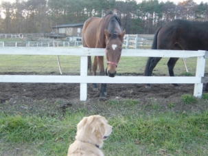 馬を見つめる五郎