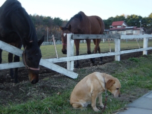 牧場通りで馬を背景にじっと座る奈々