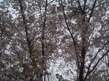 ダイニングホール前の山桜